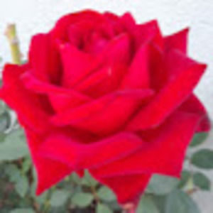 Meet your Posher, Sonia